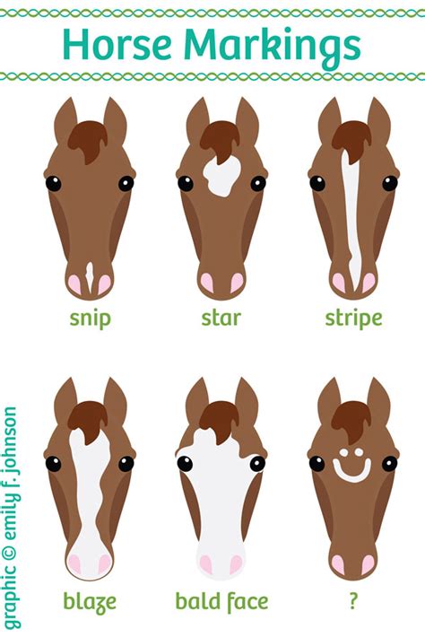 Horse Face and Leg Markings - Hoofpick Life - Equestrian Magazine