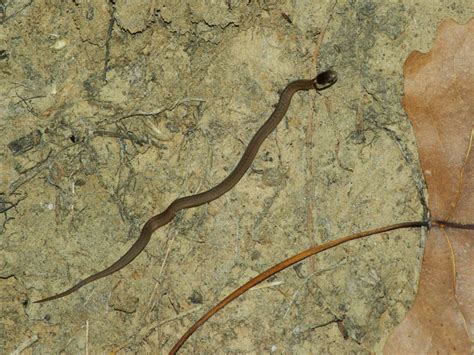 Texas Brown Snake – Juveniles – DFW Urban Wildlife