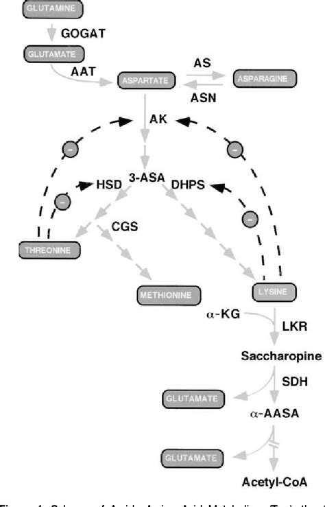 Lysine Biosynthesis Pathway Semantic Scholar