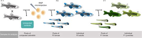 CRISPR Cas9 Zebrafish