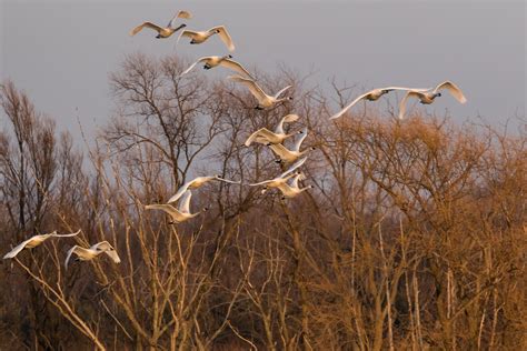 Tundra Swan Migration 2018 — Christine Croucher