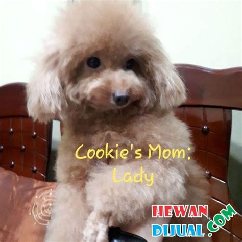 Makanan Untuk Toy Poodle Adalah Anjing