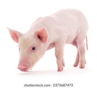 Pig Who Represented On White Background Stock Photo 2373687473 ...