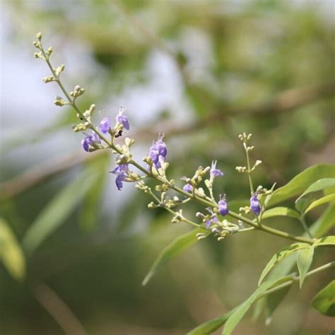 Flowers And Leaves Of Vitex Negundo Download Scientific Diagram