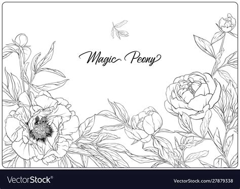 White Peony Coloring Page For Adult Royalty Free Vector