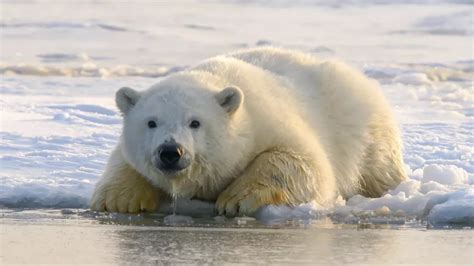 Todo Lo Que Necesitas Saber Sobre El Oso Polar Hábitat Alimentación Y