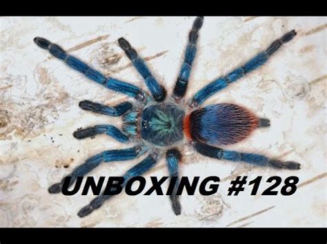 Tartan Tarantulas Unboxing Youtube