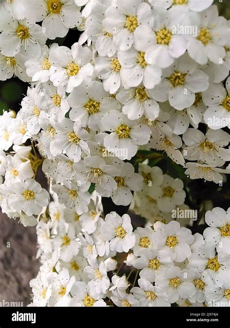 White Spirea Hi Res Stock Photography And Images Alamy