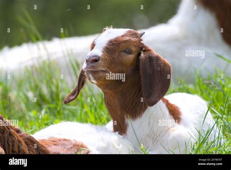 Portrait Of An Adorable Cute Young Boer Goat Goatling Close Up Stock