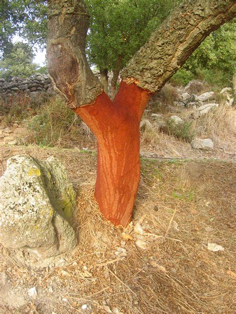 Cork Oak Quercia Di Sughero Korkeiche Tim Flickr