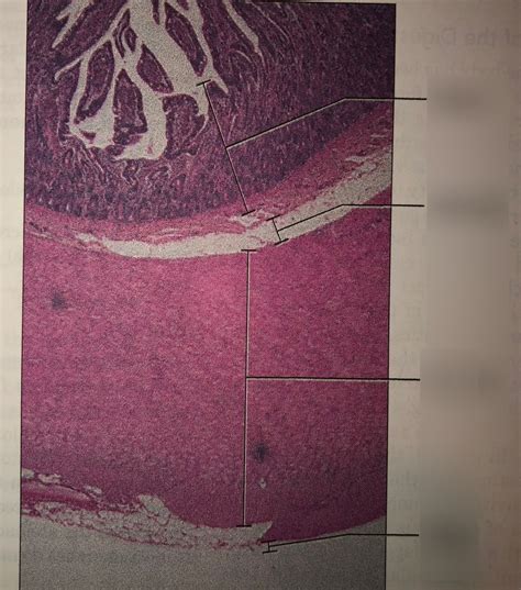 Gastrointestinal Tract Slide Diagram Quizlet