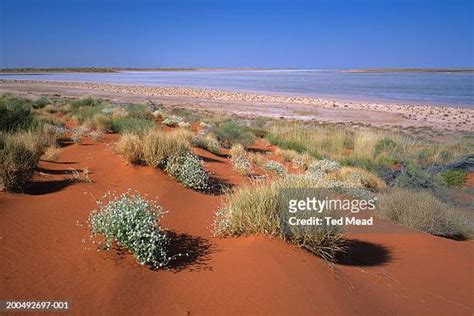 Great Sandy Desert Photos And Premium High Res Pictures Getty Images