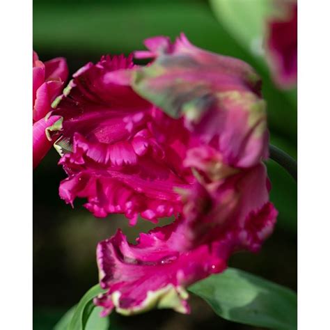 Tulip Power Parrot Bulbs Peter Nyssen Buy Flower Bulbs And Plants