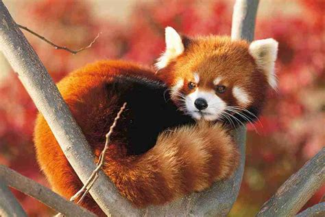 Red Panda Adoption A Complete Guide Explained