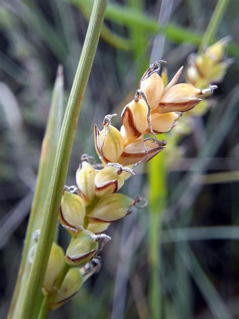 Carex Panicea L Biodiversidade