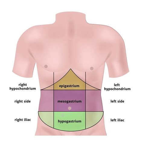 Abdomen Anatomy: Over 12,298 Royalty-Free Licensable Stock Vectors & Vector Art | Shutterstock