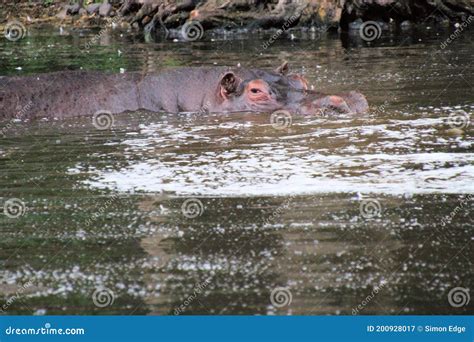 A Hippo in the Water stock image. Image of hippo, branch - 200928017