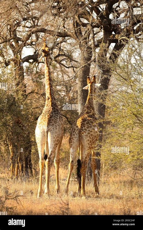 African Giraffe in a South African wildlife reserve Stock Photo - Alamy