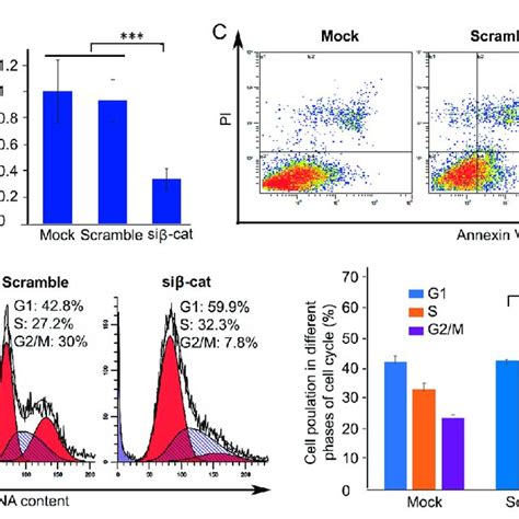 Inhibition of cell proliferation by siRNA mediated β catenin knockdown