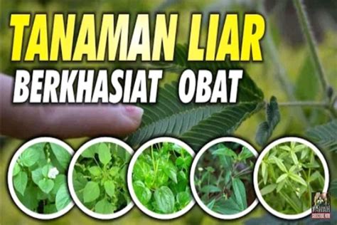 Tak Disangka Tujuh Tanaman Liar Berikut Miliki Khasiat Sebagai Obat