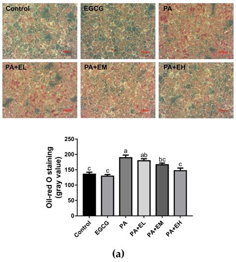 Mouse Microglial Cell Line Bv Atcc Bioz