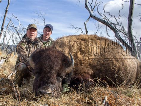 Pictures - Henry Mountain Bison Hunts