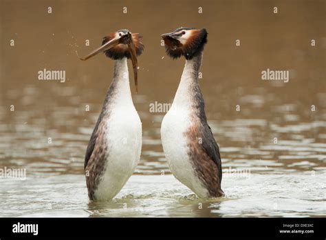 Great Crested Grebe Courtship Dance Stock Photo 67922580 Alamy