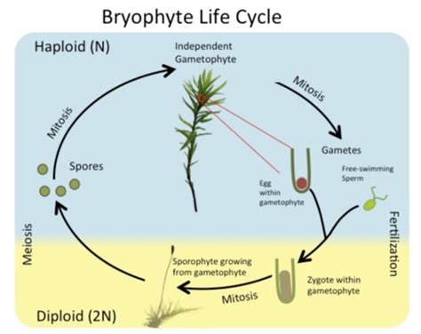 Principles Of Biology Exam Flashcards Quizlet