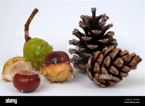 Conkers horse chestnut Stock Photo - Alamy