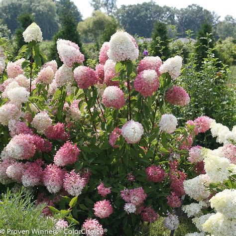 Zinfin Doll Panicle Hydrangea Plant Library Pahl S Market Apple Valley Mn