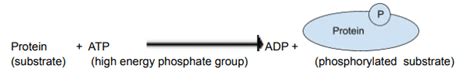 How Understanding The Complex Marcks Expression Could Help Cure Rare