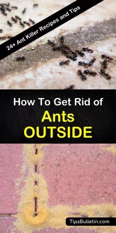 Smart Easy Ways To Get Rid Of Ants Outside Ant Killer Recipe