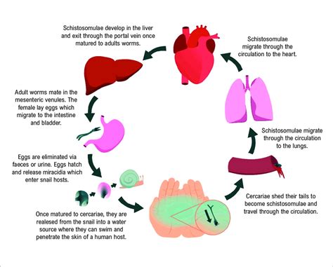 Schistosoma Life Cycle