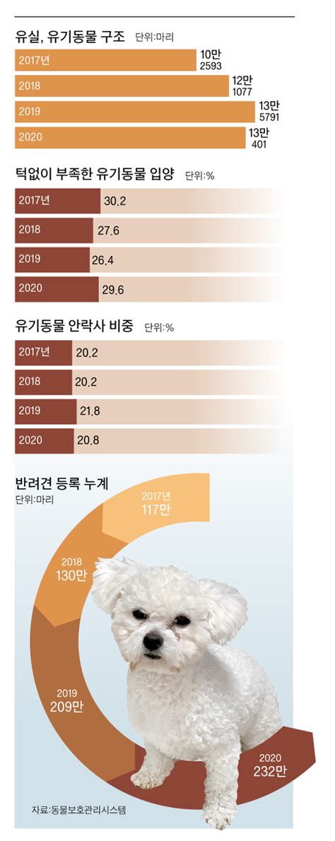 코로나로 입양 늘던 유기동물 일상 되찾자 다시 버린다