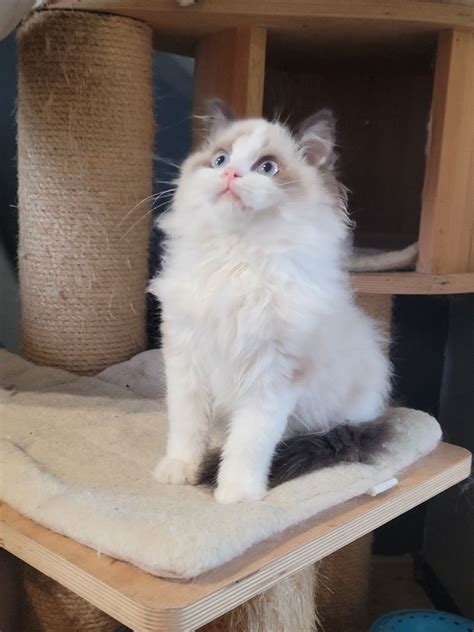 Ragdoll Seal Bicolor Kocurek Rodow D Fpl Kotk W Wymys W Olx Pl