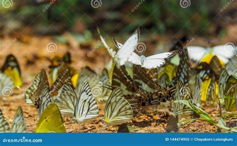 Beautiful On Butterfly With Blur Background Stock Image Image Of