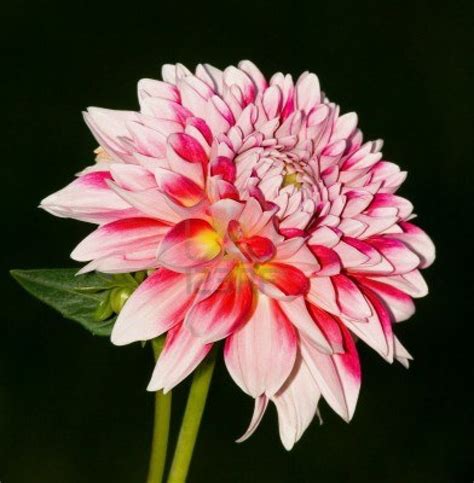 Mexicos National Flower Dahlia Flower Dahlia Flower Dahlia Flowers