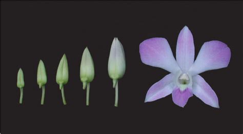 Stages Of Flower Development In Dendrobium Cv Miss Teen In The