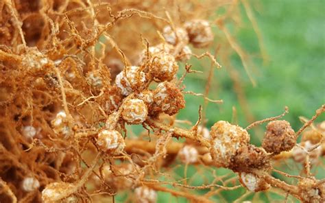 Inoculação na agricultura o que é e como fazer Stoller