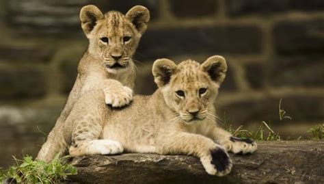 Top Imagen Por Qu Los Leones Est N En Peligro De Extincion