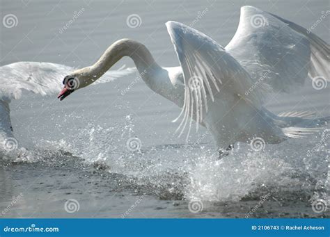 Swan flying stock image. Image of swan, romantic, beak - 2106743