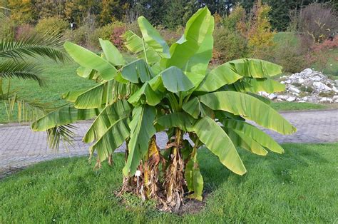 Musa Basjoo Basjoo Banana Tree Hardy Banana Hardy Fiber Banana