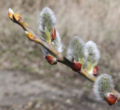 Salix Caprea European Pussy Willow Goat Willow Pussy Willow North Carolina Extension