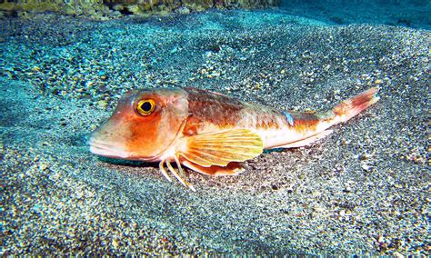 Fish Called Sea Robins Have Legs They Use To Both Walk And Taste