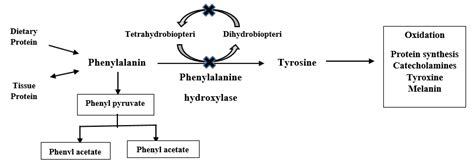 The phenylalanine metabolism in Phenylketonuria. | Download Scientific ...