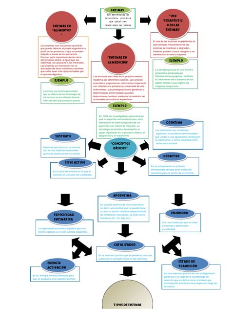 Enzimas Mapa Conceptual Gu A Paso A Paso