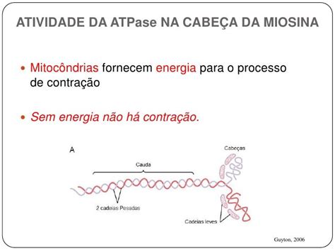 Fisiologia Do Tecido Muscular Tecido Muscular Fisiologia Muscular