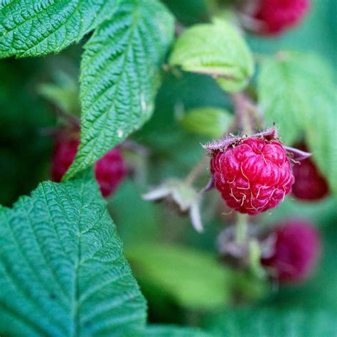 Raspberry Leaf Tea For Women S Health Rosie Loves Tea