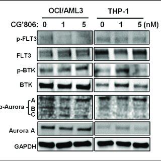 Fig S11 THP 1 And OCI AML3 Leukemia Cells Were Exposed To SNS 314 For