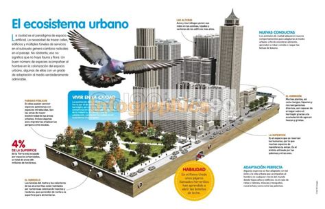 Infografía El Ecosistema Urbano Infographics90